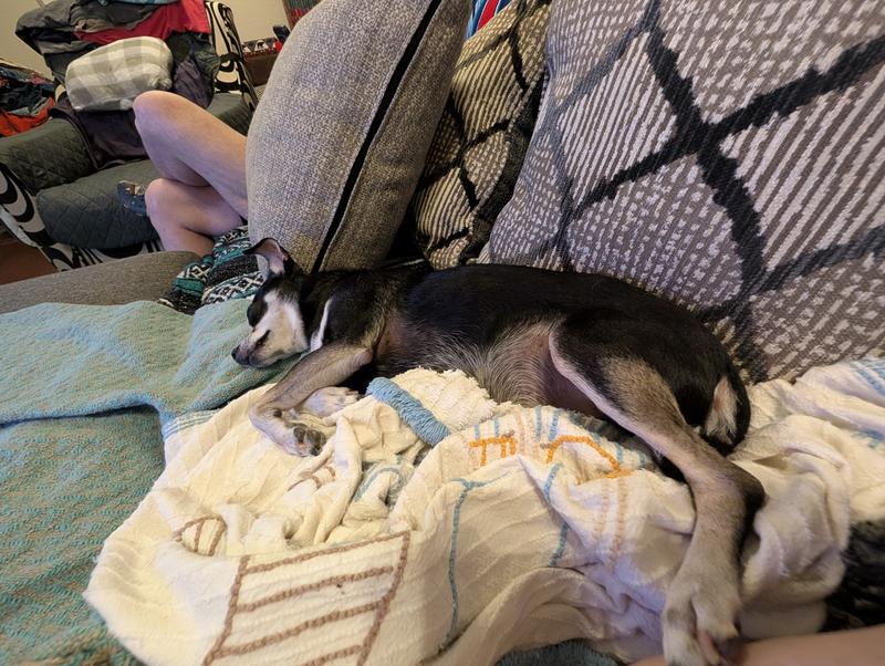 20 minutes after his Charlotte's Web drops, he relaxes and sleeps through the night