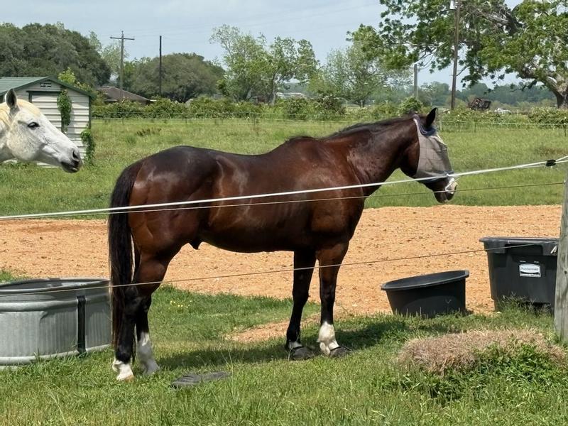 After two months on Equilene, he's gained weight and looks much younger!