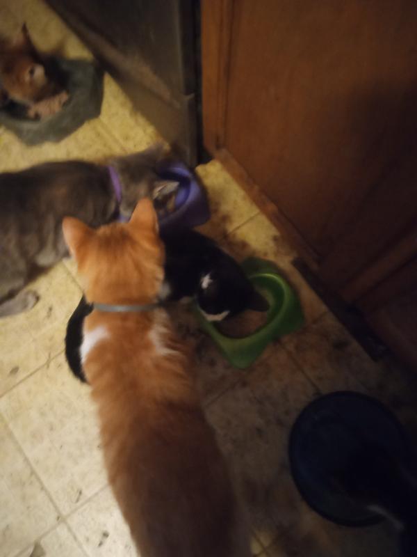 My Cats Eating