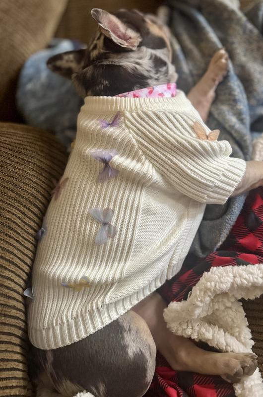 Soleil sleeping in new Chewy sweater!