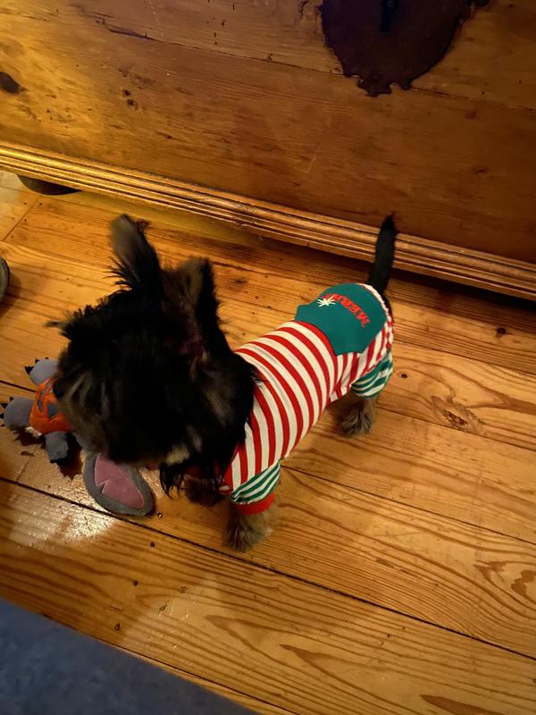 Dozer rockin his Christmas jammies