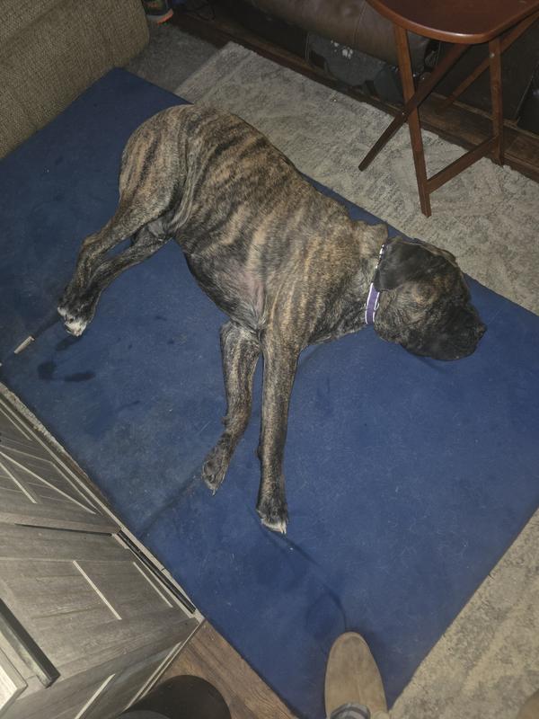 This is Moose. Our male English Mastiff. 2 1/2 major gas producer!!!