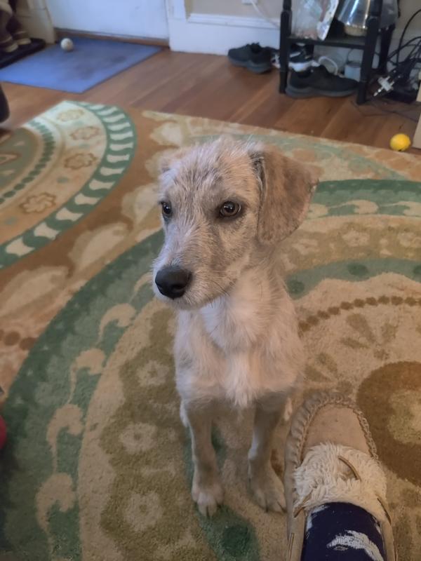 Does Rawhide Dissolve In A Salukis Stomach