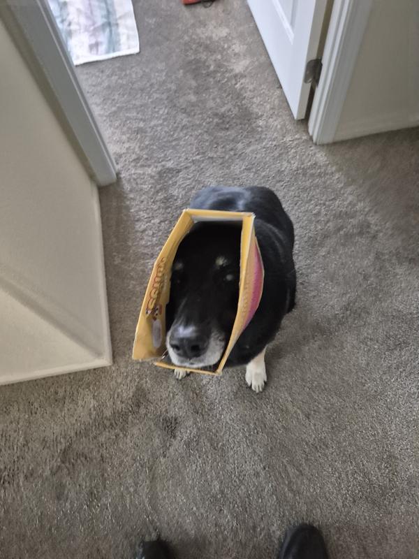 Can't leave them alone with her cookies in reach.