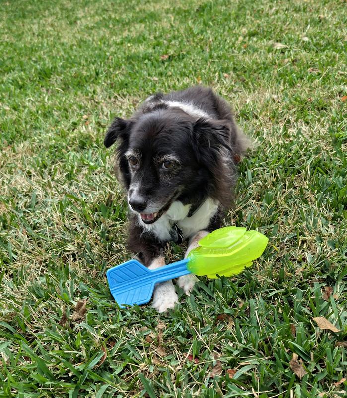 Spirit loves her Squeak Toy
