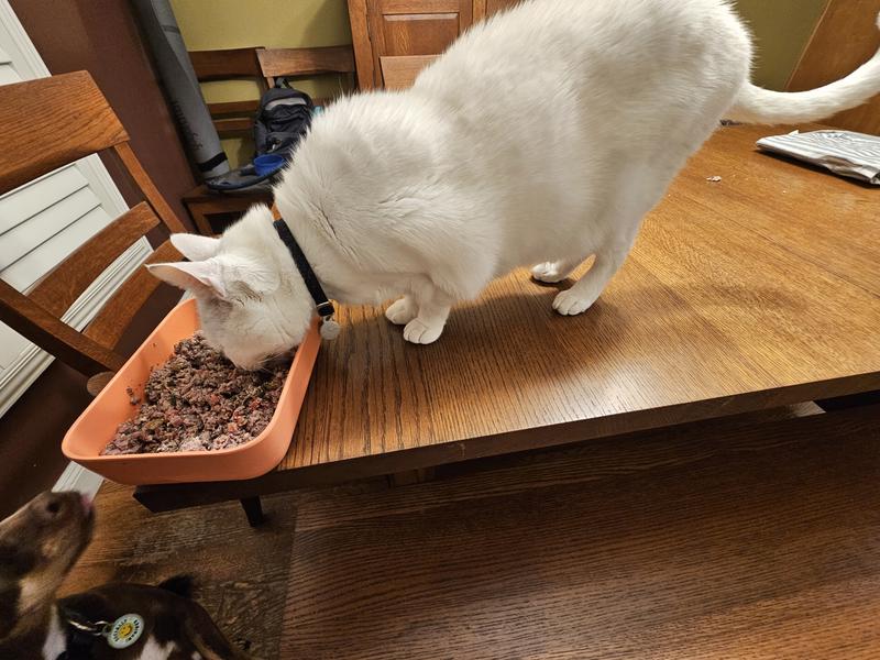 Cats like it, too! (Just for a snack)