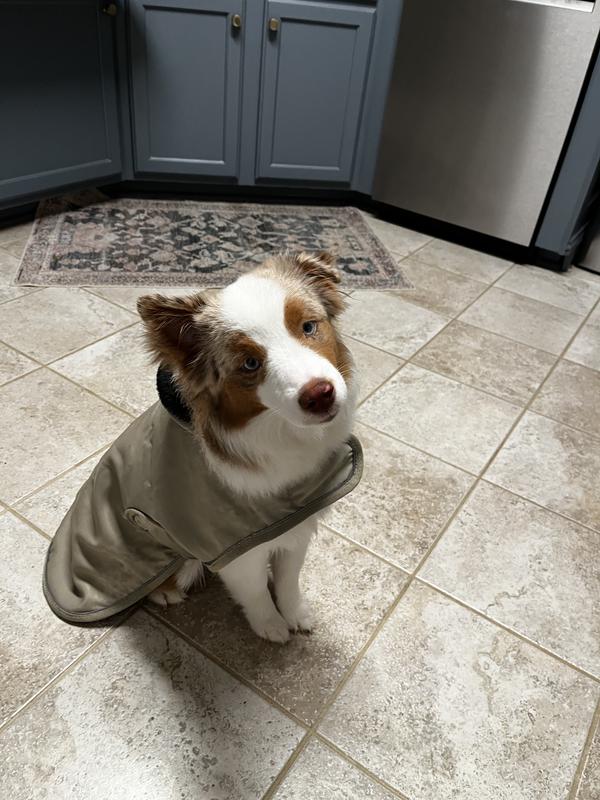 Still a puppy with room to grow