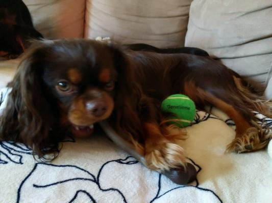 Fudge with his new Benebone and ball