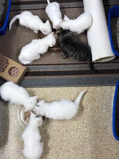 Hungry little kittens