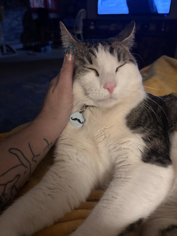 Snuggling with his new tag!