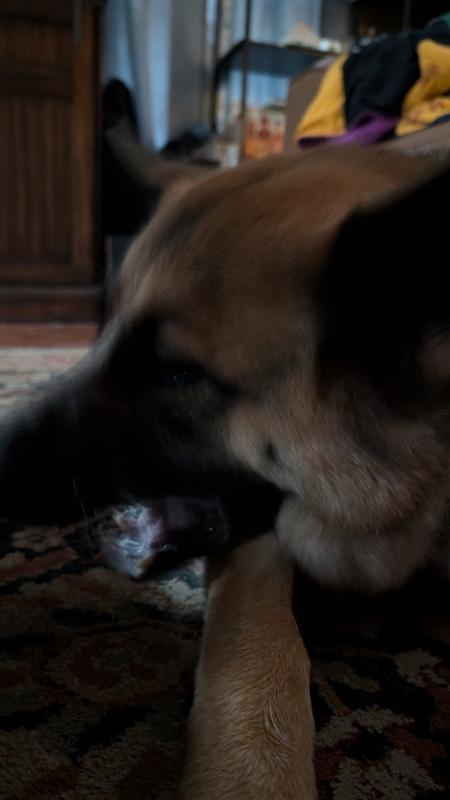 Zivah and Archie enjoying their dental chews from Minties.