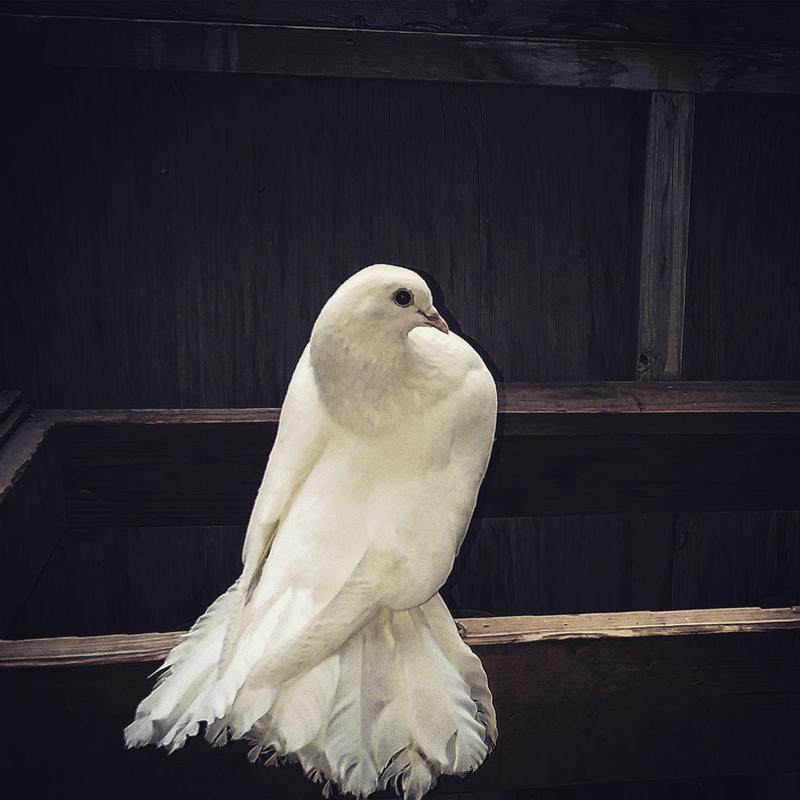 One of the white fantails