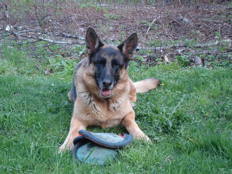 Chewy frisbee outlet