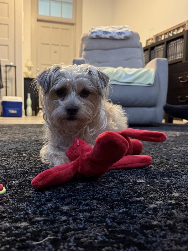 My favorite toy