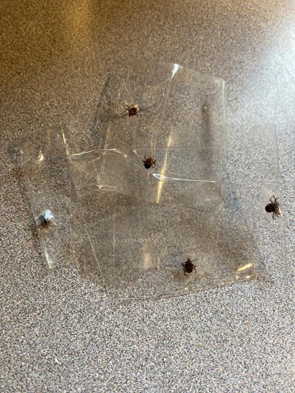 5 Deer Ticks from one Hike