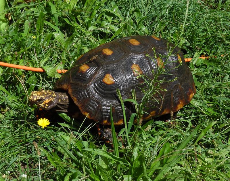 Sage, my 18lb, 20 yr old Red foot tortoise..