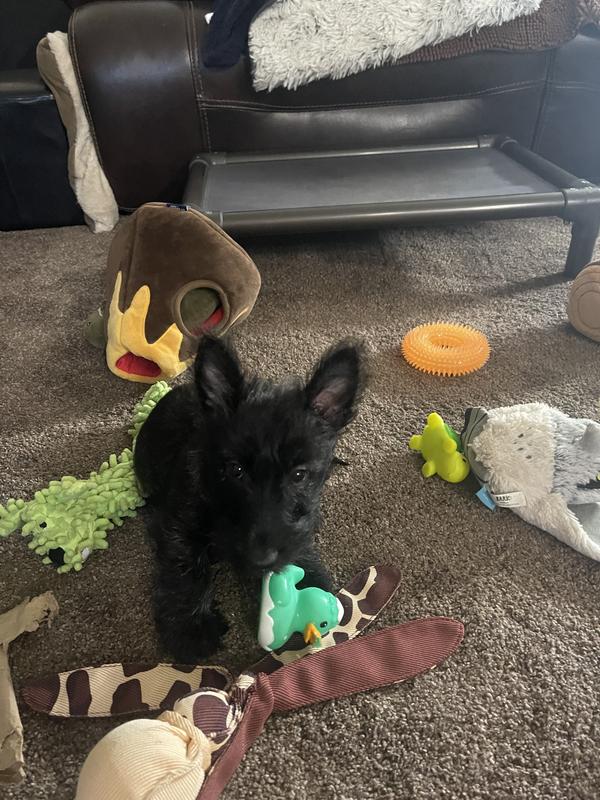 Happy little girl