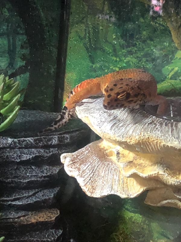 ZILLA Vertical Decor Mushroom Feeding Ledge