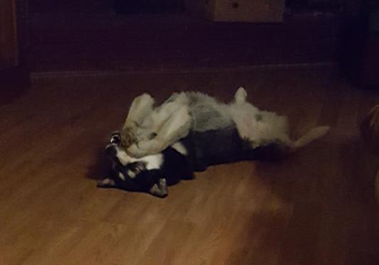 Sasha chillin