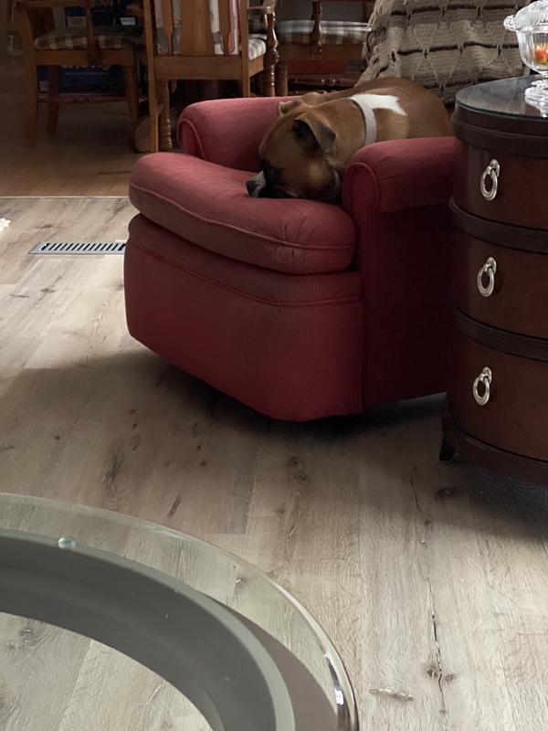 Belly is full, nap time!