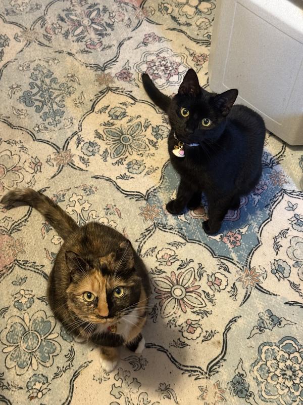 phoebe and juniper waiting for dinner