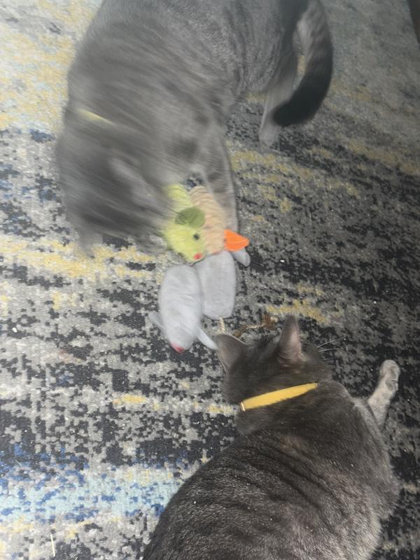 My cats were so obsessed they were too crazy for pictures