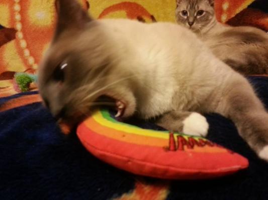 Tasting the Rainbow!