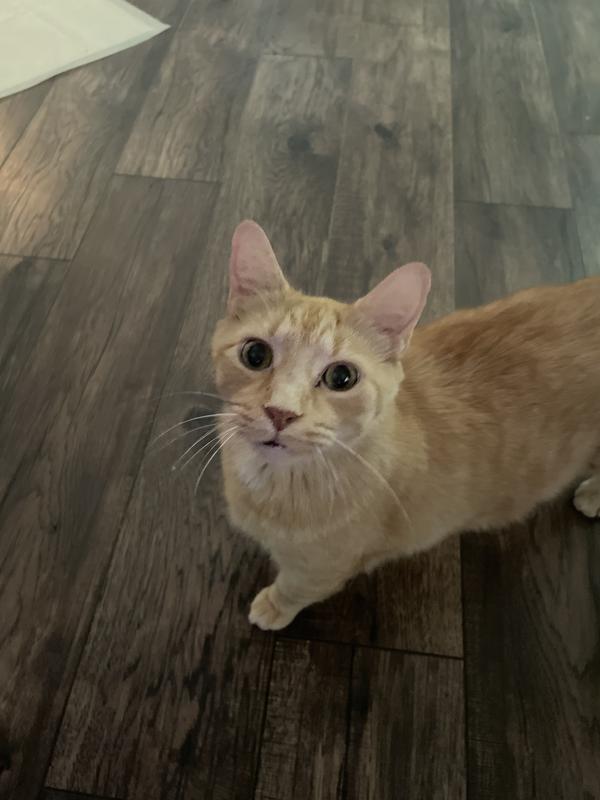 This is Orange.  He is kittys brother.  She won’t share the bed with him.