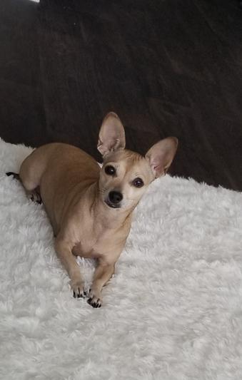 This is Annie