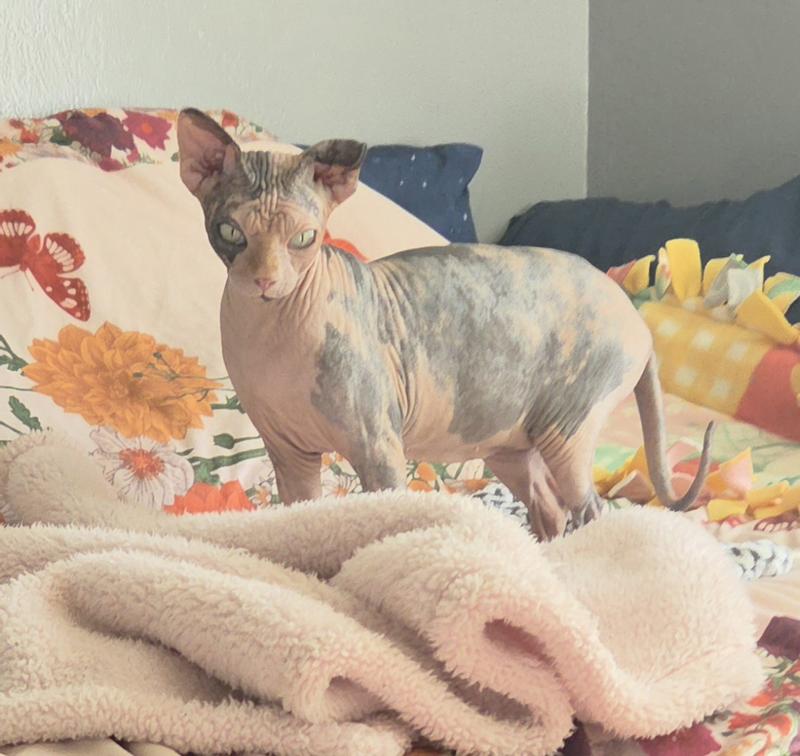 You need to fill my food dish!