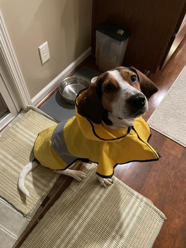 Chewy dog outlet raincoat