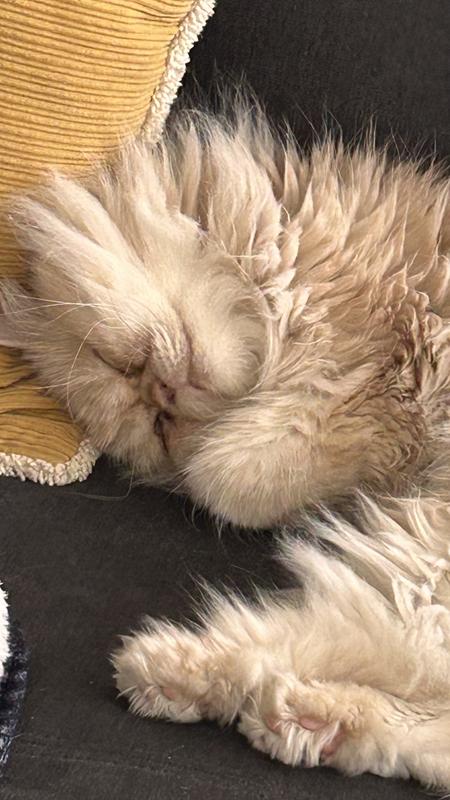 Sammy sleeping comfortably