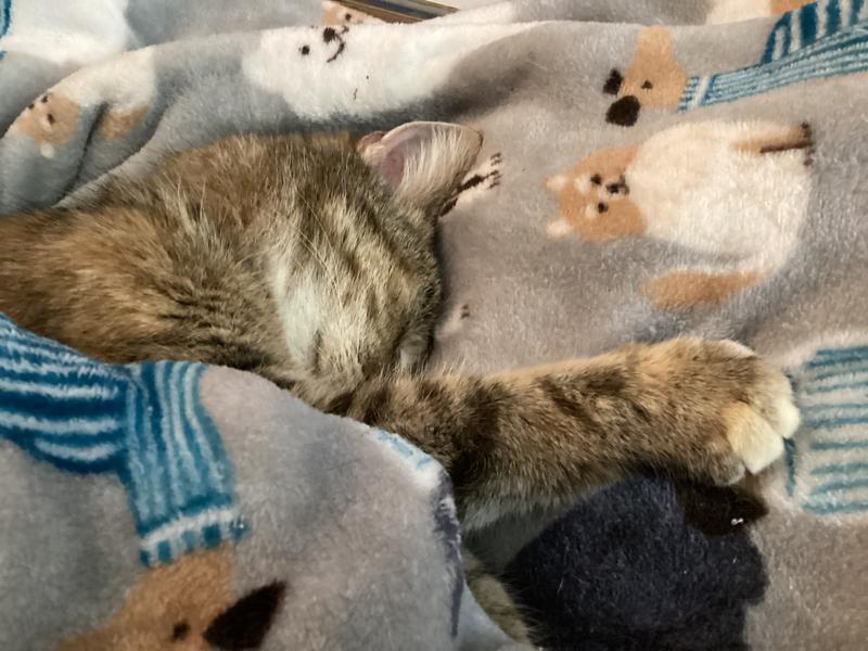 Mama with a full belly! Nap Time 😻