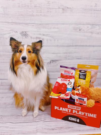 Discontinued GOODY BOX x KONG Classic Dog Toys Treats Small Chewy