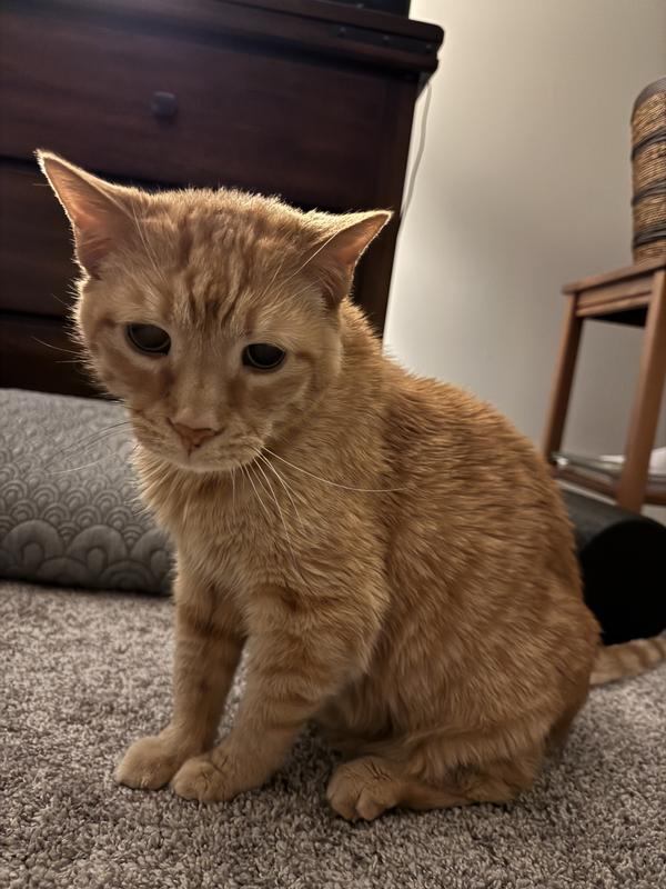 Ozzy waiting for breakfast with his Small Batch Chicken