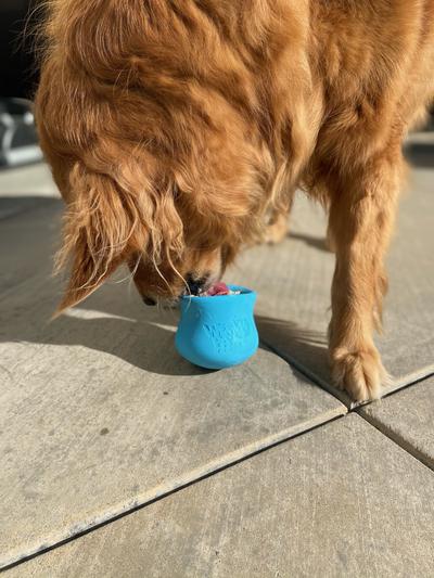 Perfect size for a golden retriever!