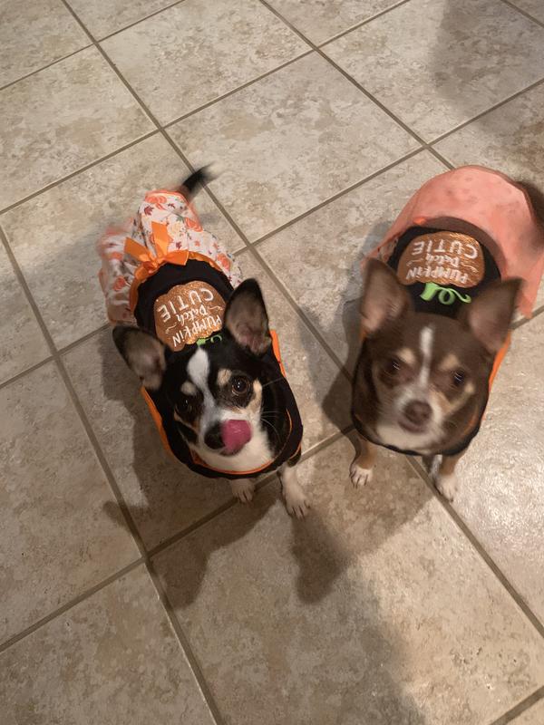 Getting ready for a treat!