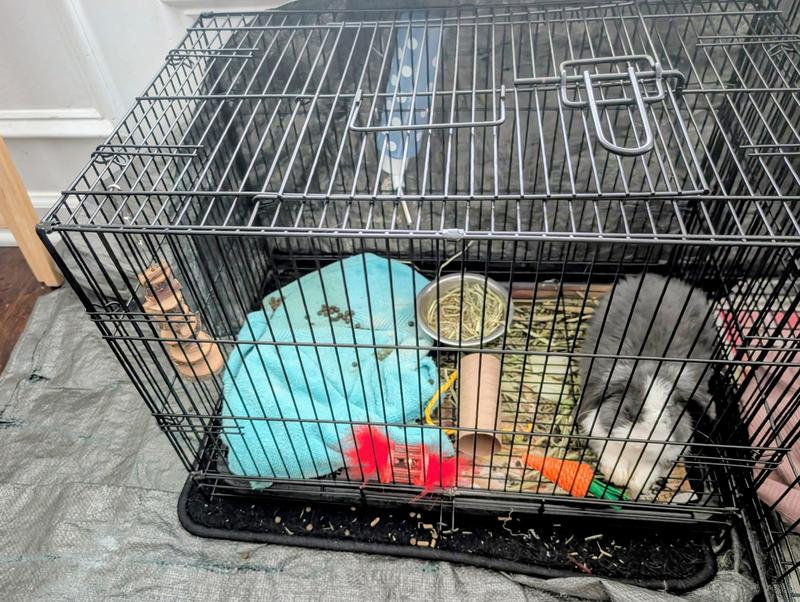 A little tight even for a baby bunny.