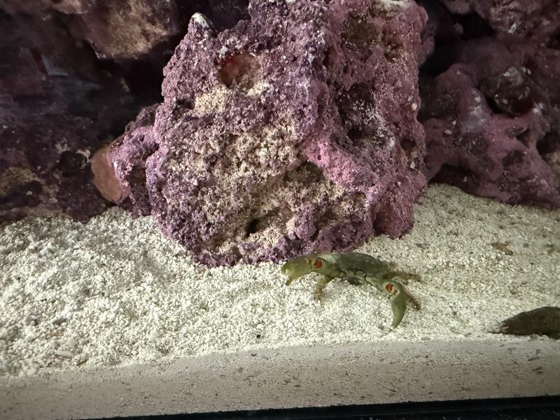 HELLOREEF Clownfish & Anemone Saltwater Aquarium Starter Kit, 15-gal ...