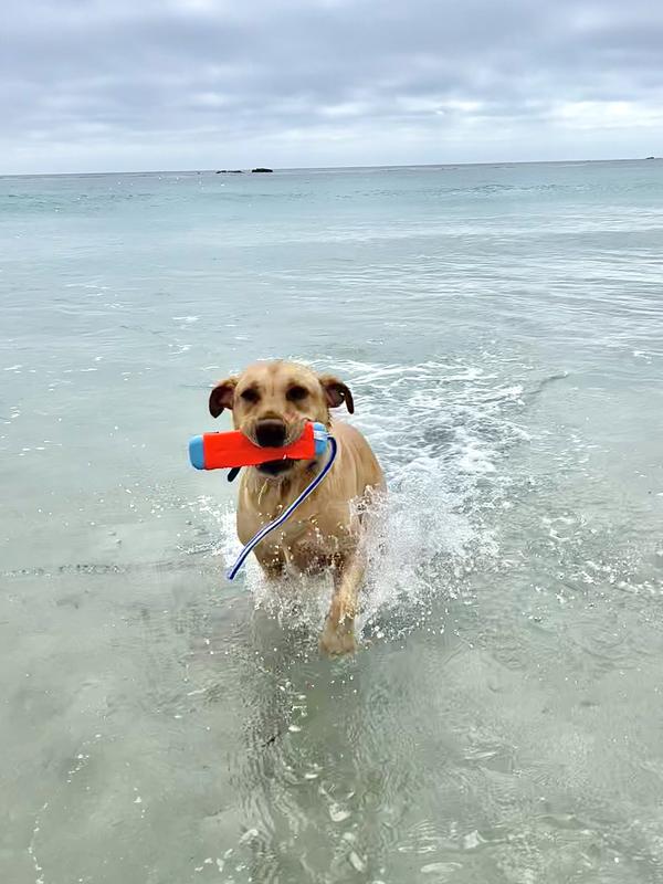 Happy Happy Joy Joy