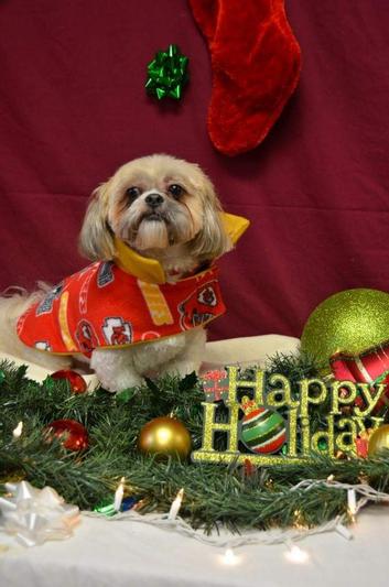 Lady is a CHIEFS fan!