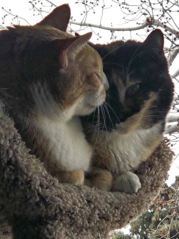 Alma and Sunny (Alma's the calico) in love