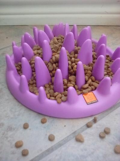 NORTHMATE Catch Interactive Cat Feeder, Purple - Chewy.com