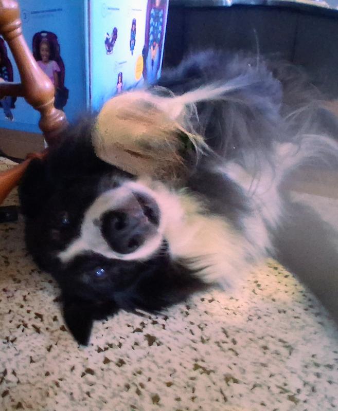 Leo aka Leotard, Leotardo