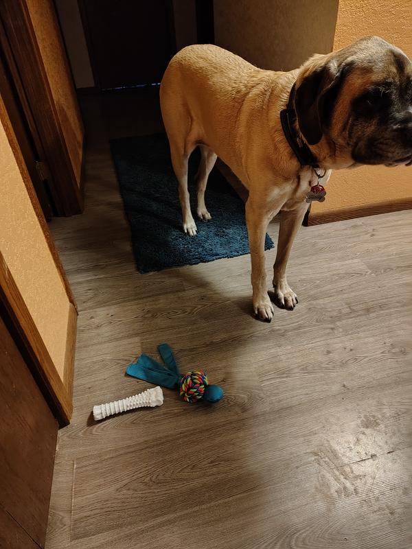 The white bone next to the wubba from Kong in a L size, next to Holly the 135# Mastiff