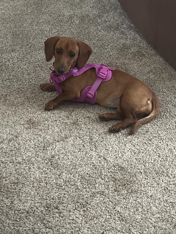 Piper and her new harness!