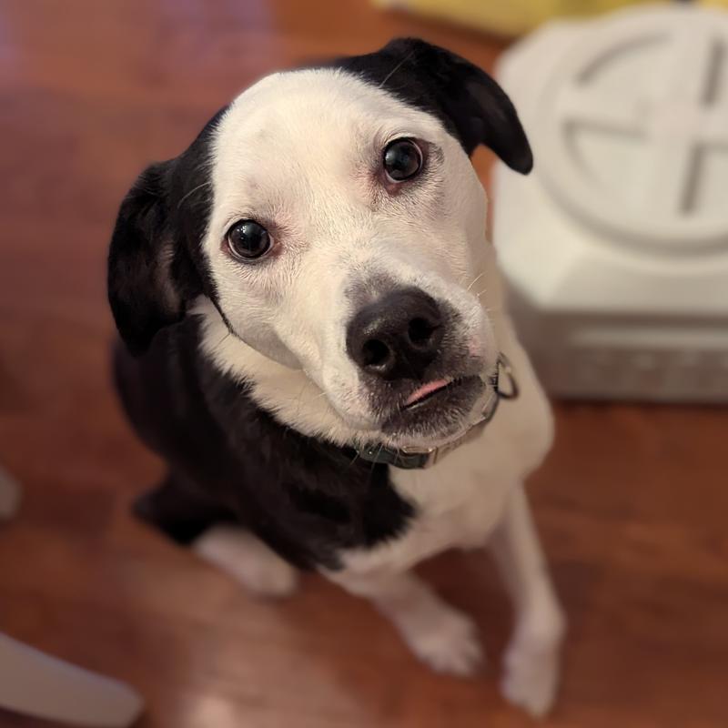 Photo of a black-and-white, Pit mix dog waiting patiently for his food, although by the little tongue sticking out you can tell he is quite eager!