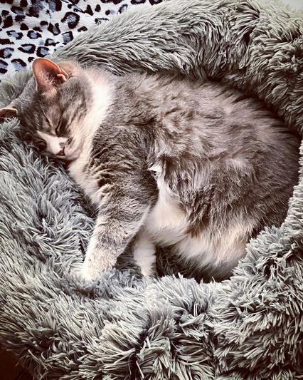 Fluffy grey cat in fluffy grey bed.