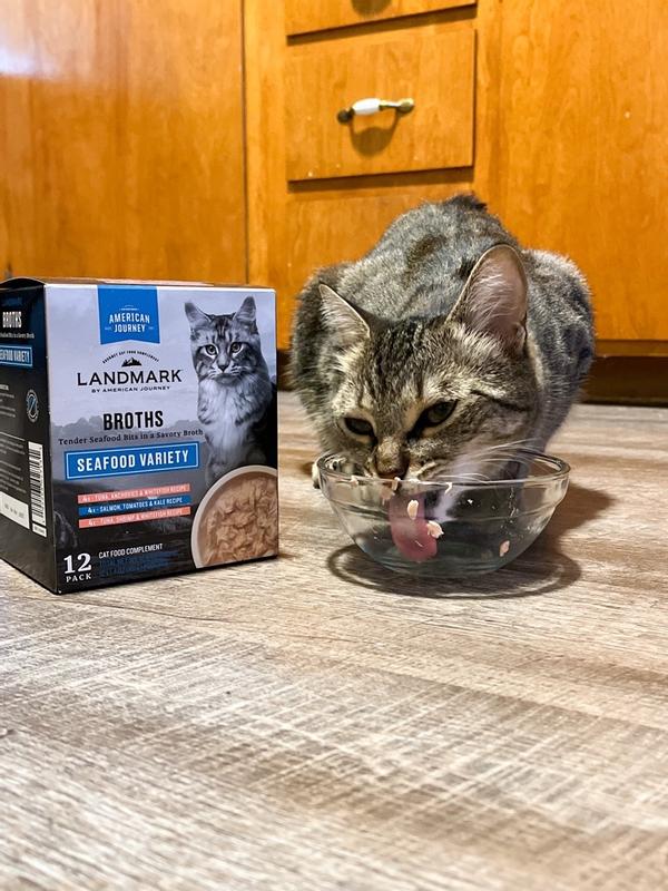 American journey outlet cat food wet