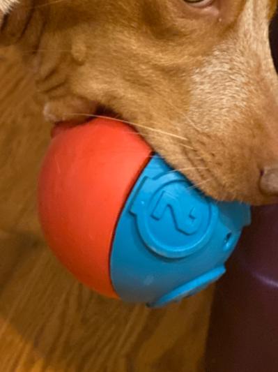 Petstages store challenge ball